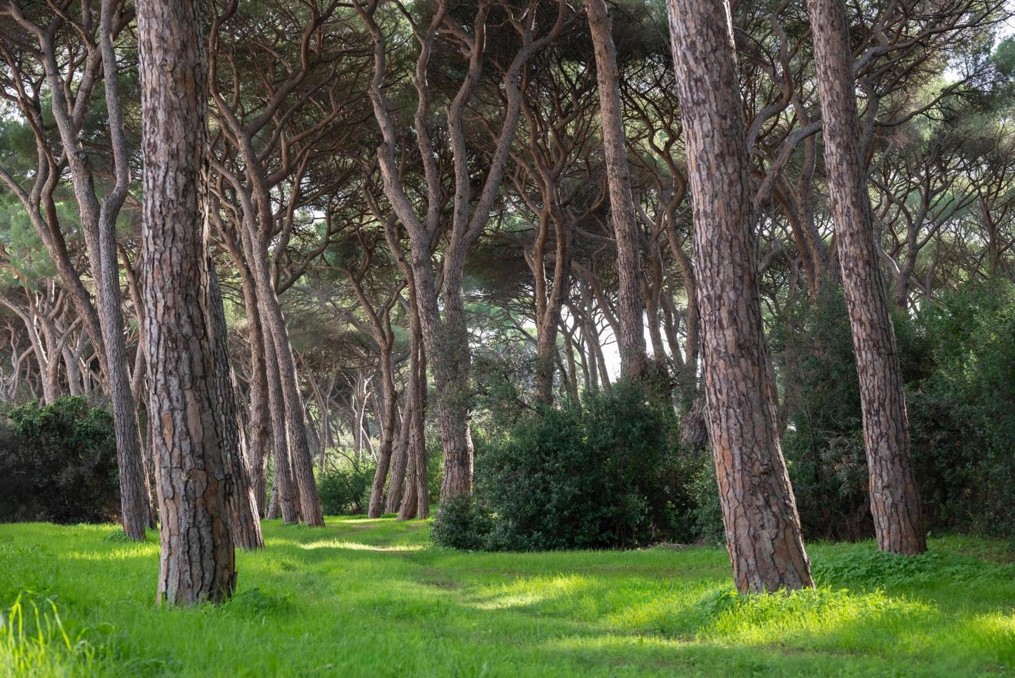 Hotel Parco Dei Pini - 100Mt Dal Mare Follonica Εξωτερικό φωτογραφία